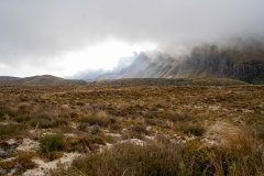 Tongariro Alpine Crossing path through alpine vegetation