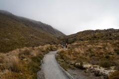 Tongariro Alpine Crossing path through alpine vegetation
