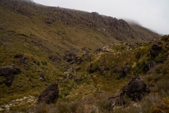 Tongariro Alpine Crossing path through alpine vegetation